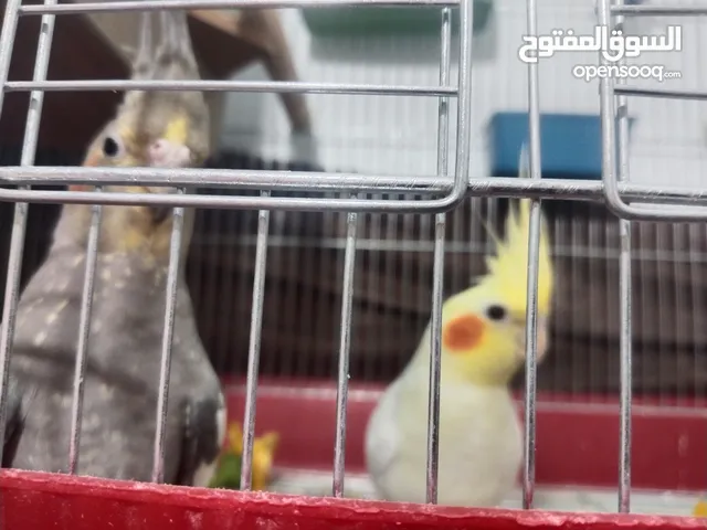 زوج كوكتيل للبيع