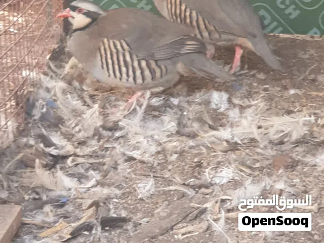 حجل باكستاني ذكر وانثى للبيع