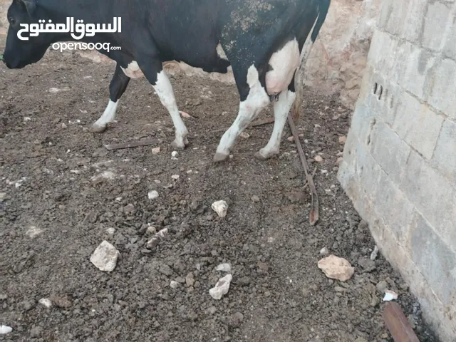 بقرة اضحية صلاة النبي