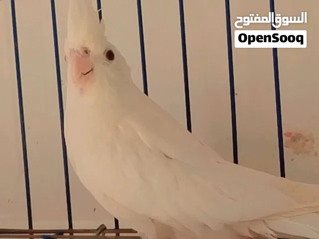 عصافير + مطاير