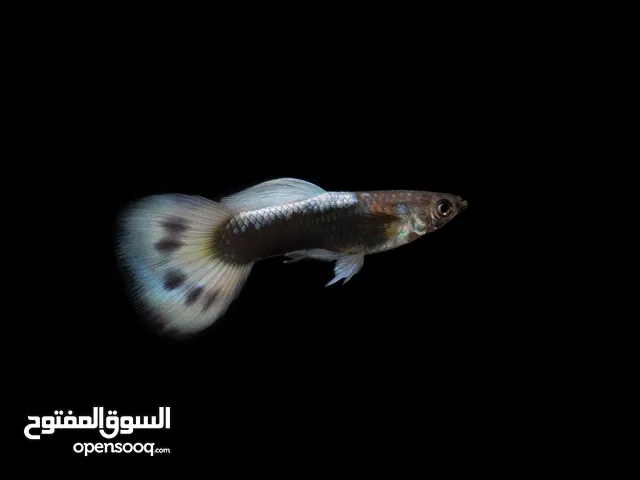 اسماك جوبي توصيل فقط