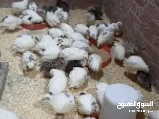 السمان او (فرر) تكسس لون ابيض
