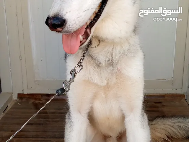 Husky for Adoption