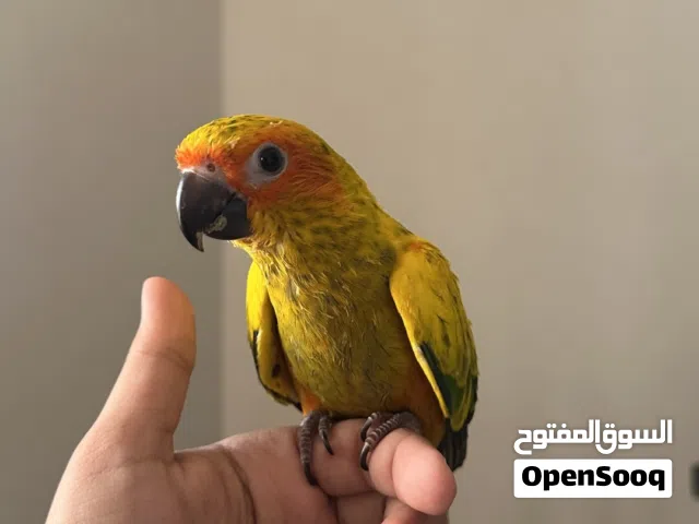 للبيه كميه محدوده