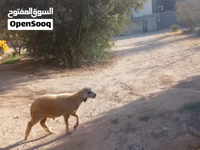 ربي يبارك حاجه ما شاء الله