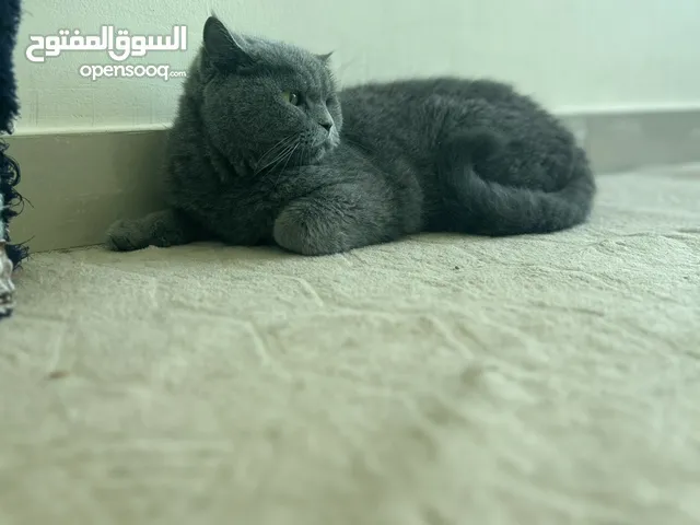 قطط للتبني