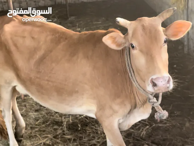 ابقار للبيع