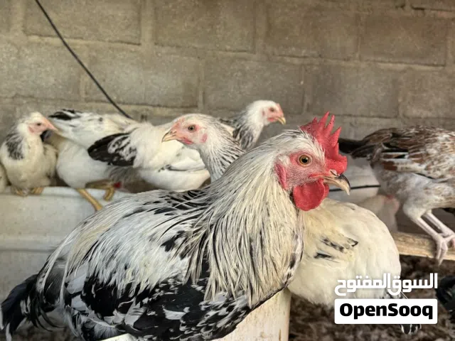 دجاج تهجين فرنسي فيومي الحجم الكبير