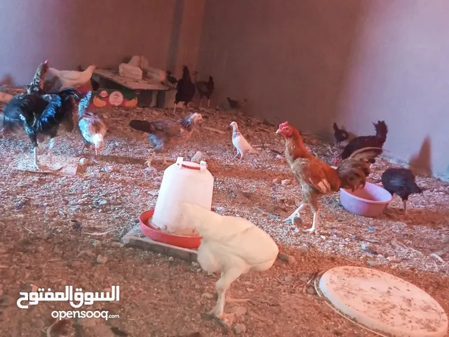 السلام عليكم،دجاج بلدي بياض للبيع،عمر سنه سعر الحبه 8 دنانير، صحه ونظافه،الموقع جرش دير الليات،