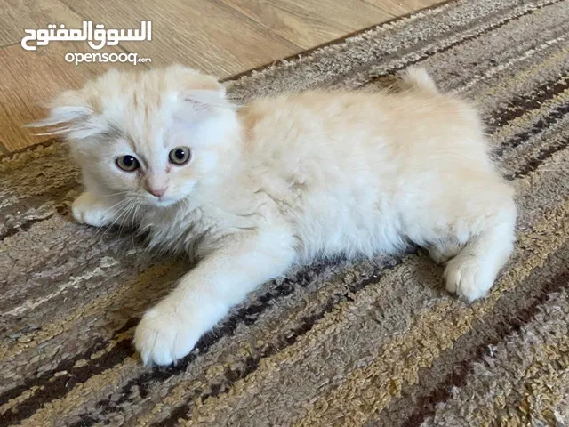 قط سكوتش ابيض عمر شهرين