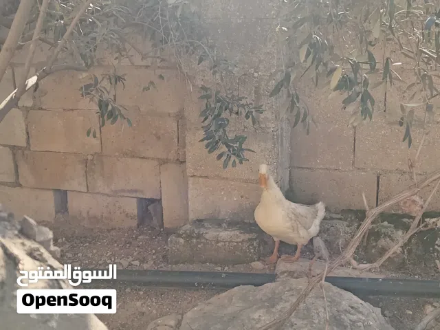 ذكر بط للبيع وصحته ممتازة