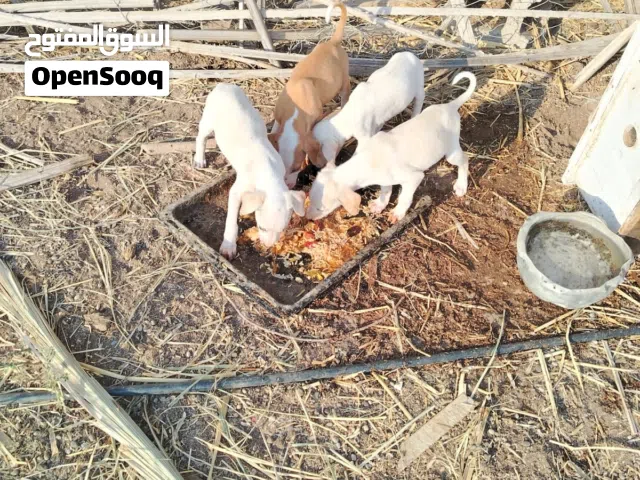 جرو صغار عمر شهرين تقريبا متعددة الألوان، وقابلة للتدريب