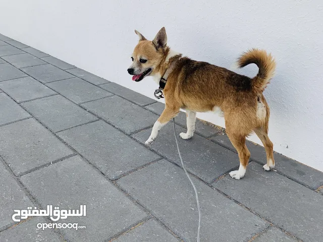 كلاب شيواوا للتبني في الإمارات : جميع الأعمار : كلاب صغيرة