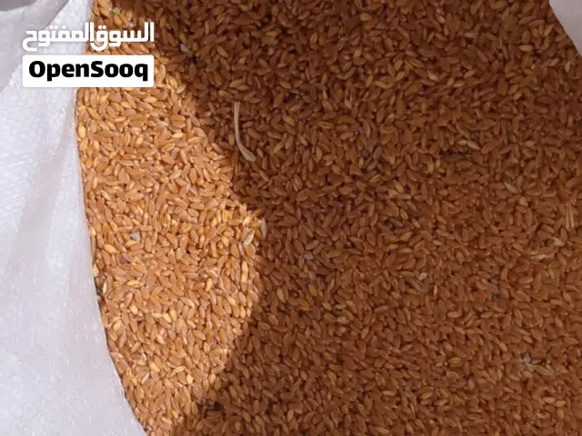 قمح دراسه قبل يوم