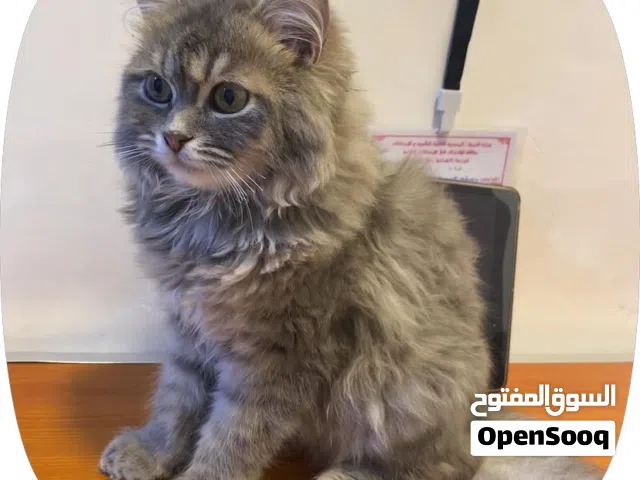 قطه شيرازيه لعوبه