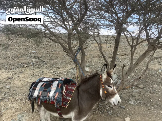 حمار للبيع مطلوب 80ریال