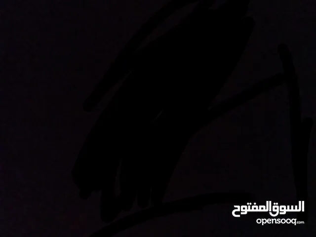 عصفير جنه مع