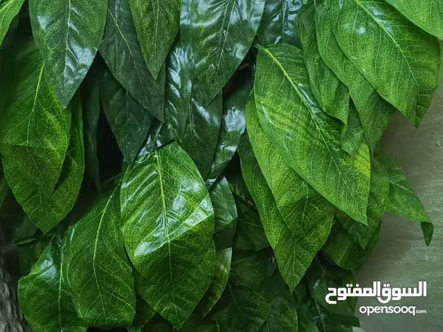 شجرة المانجا