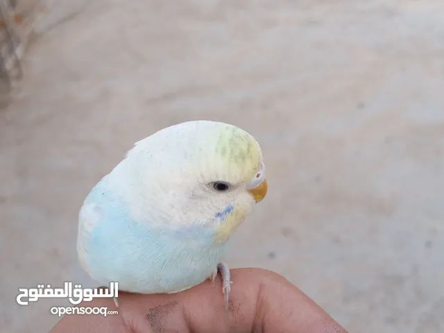 عصفورين حب اليف للبيع او بدل