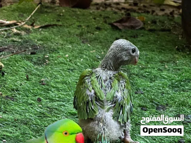 فروخ بيبي متو لحق على الزين انتاج البحرين واحجام حلوه لايفوتك
