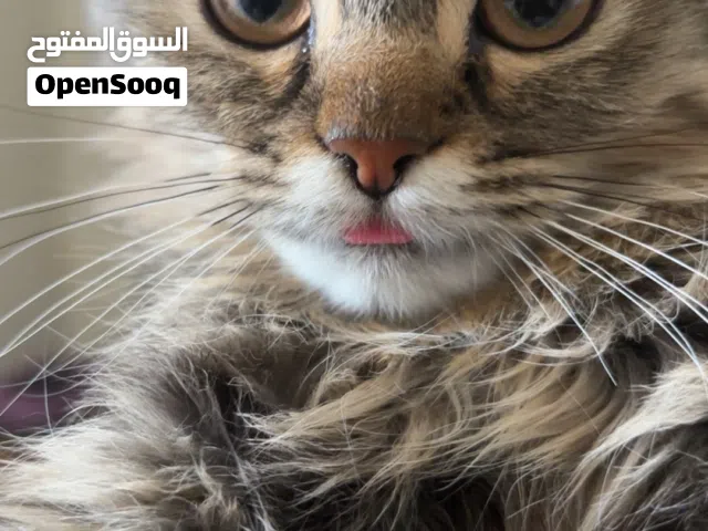 قطط للتبني