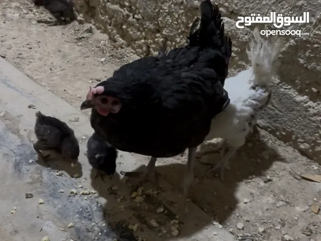 دجاجة بلدية بسعر حرق تحتها 4 صيصان عمرهم 10 ايام تواصل مباشر معي وديلي مسج أواصل معاك سريع