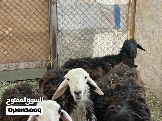اضاحي للبيع