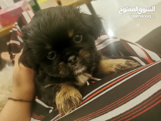Puppies for sale 3000 AED for each age 2 months and 22 day