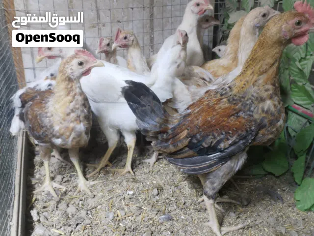 متاح دجاج عرب عمر 3 اشهر