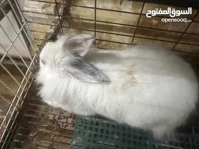 ارنب ذكر وانثى