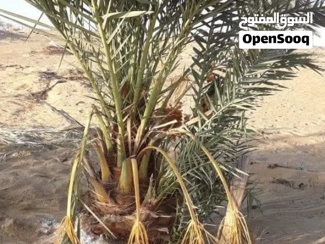 Farm Land for Sale in Giza Bahariya Oasis
