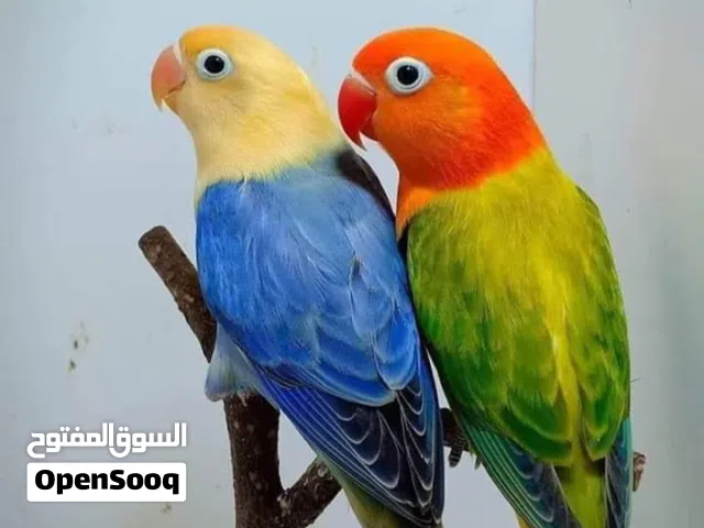 مطلوب جوز روز او فيشر بسعر طري