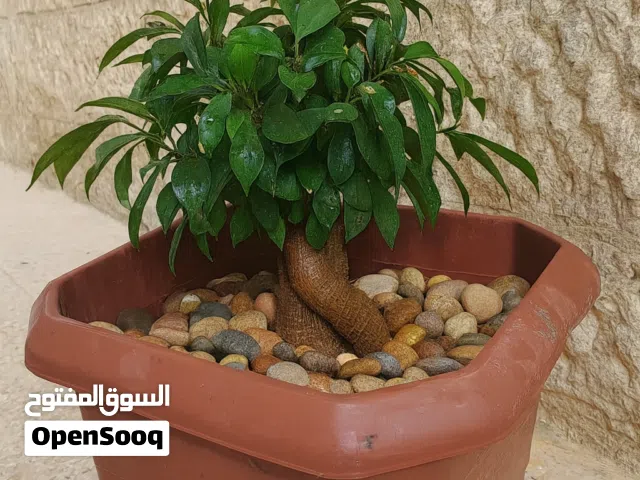 نبات أحجام مختلفه داخلي