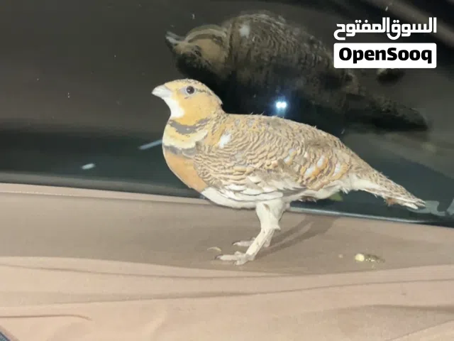 للبيع انثى قطا عراقي