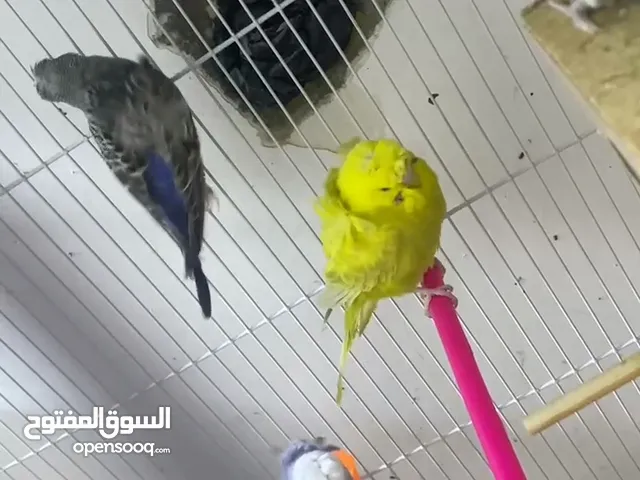طيور حب نوع هاجرمو العدد 5 مع قفص كبير للبيع سبب البيع عدم التفرق السعر110