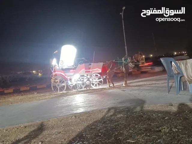 كرته كامله مكمله ولا ناقصها اشي