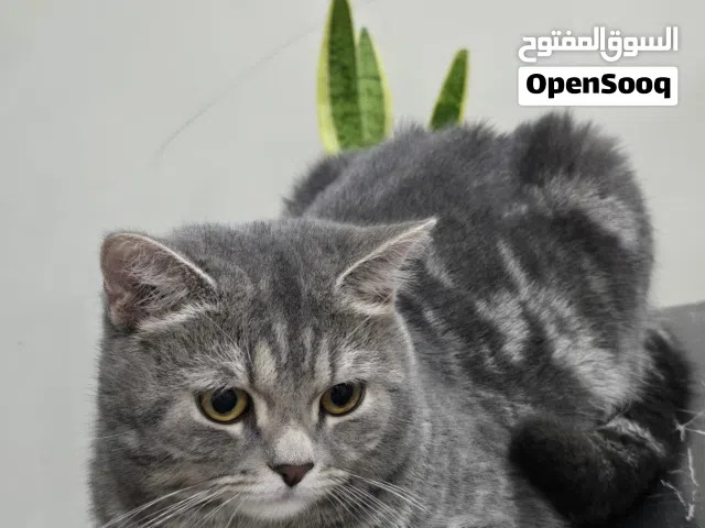 Scottish Fold Straight Short Hair Cat – Male – 10 Months Old