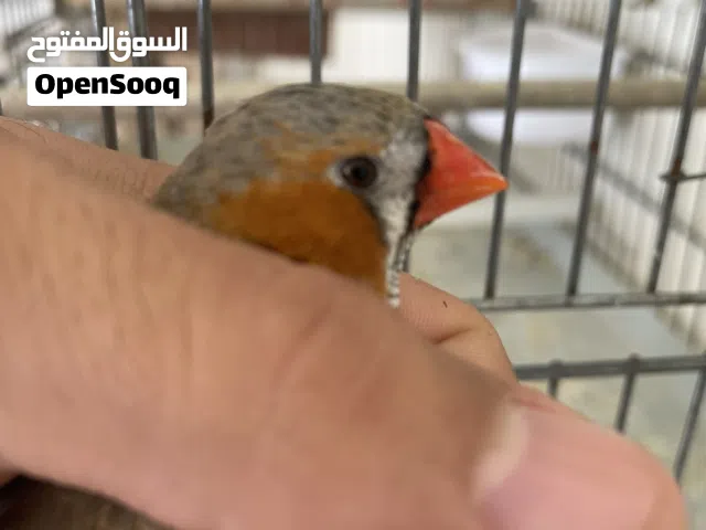 زيبرا اسبلت هاف اورنج