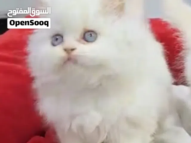 قطط شيرازي جميع انواع القطط الأليفة 2026تخفيض سعر القطط السعر شامل التوصيل