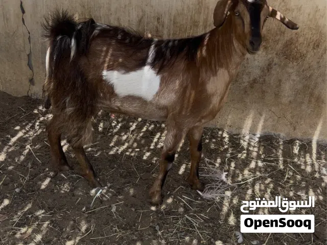 جدي حايل وسمين ما شاء الله عليه للبيع الجدي هجين عماني