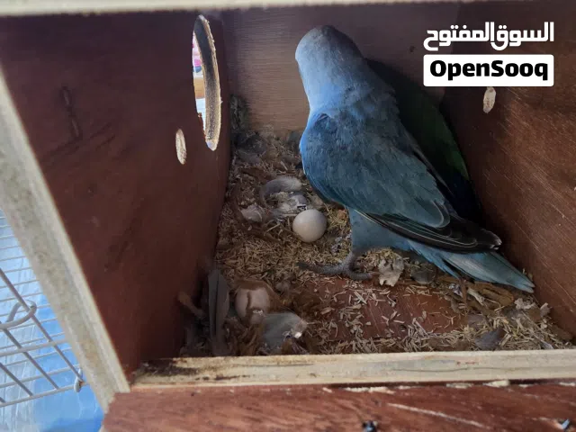 زوج ببغاء اللاف بيرد