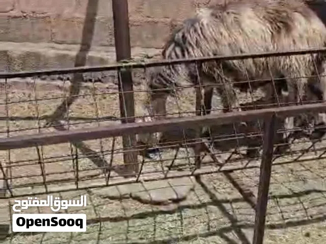 جاعدة تهجين نجدي تحتها توام كبش وحملة