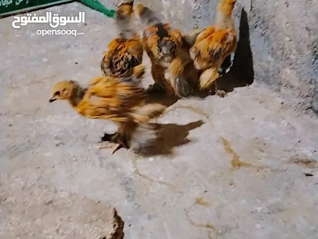 15 صرص براهما بف