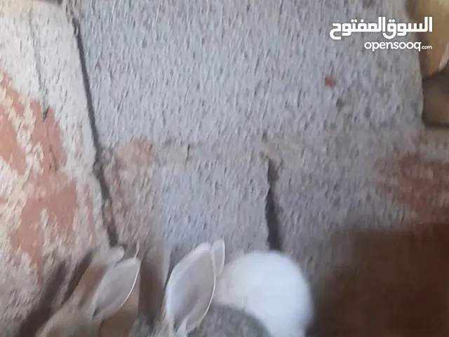 ارانب جامبو