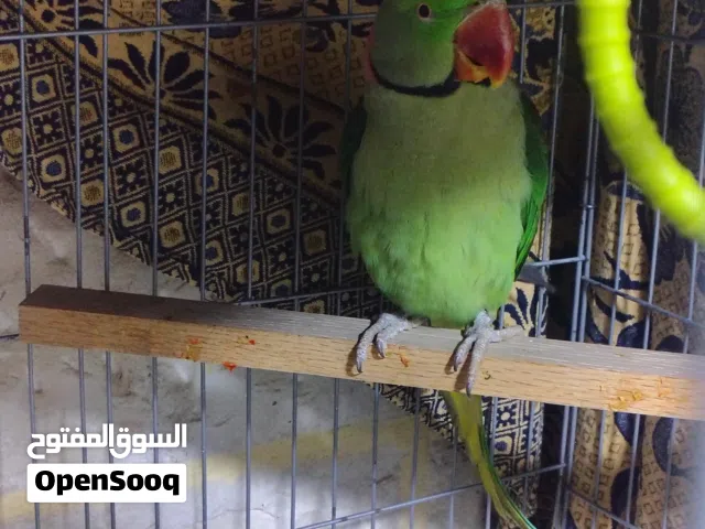 سعر حرق اقل سعر بالسوق