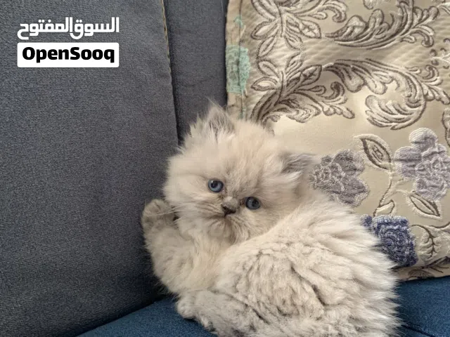 قط ذكر (همالايا شوكليت) عمره شهر و اسبوع