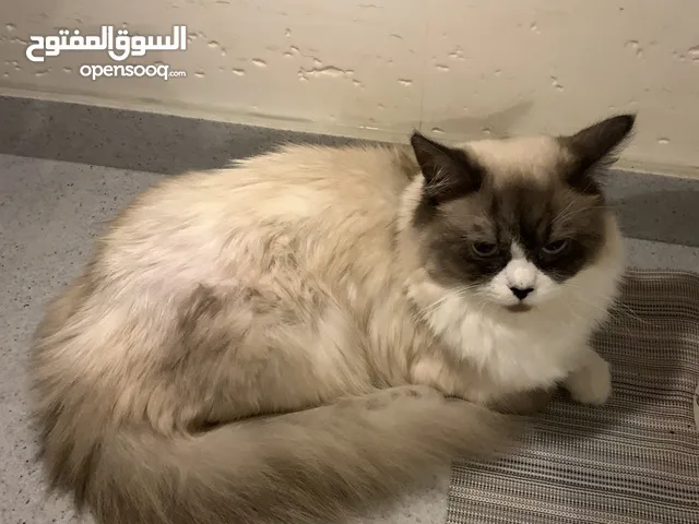 قطط للبيع وللتبني : قطط صغيرة : قطط شيرازي : قطط فرعونية : اسعار قطط في  الرياض