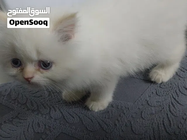 قطة انثى هملايا اورنج عمر شهرين للبيع