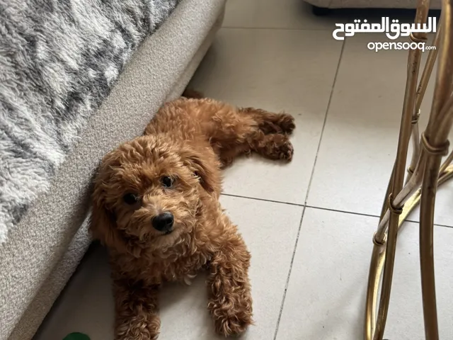 Teacup Maltipoo puppy 8 month old