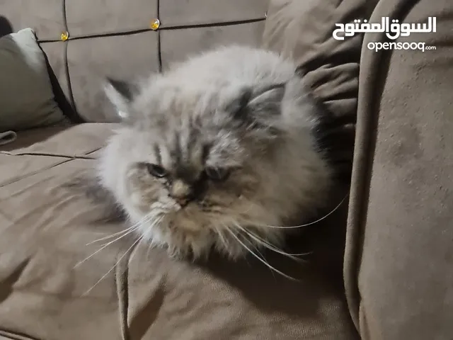 قطه هيمالايا للبيع